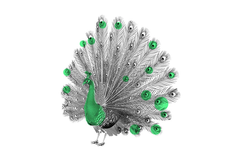 23097_ZWEI_Landingpage-Kacheln_Rohfassung_Pfau_900x600_RGB