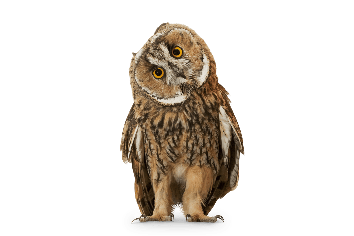 OLZ_Eule_A_transparent